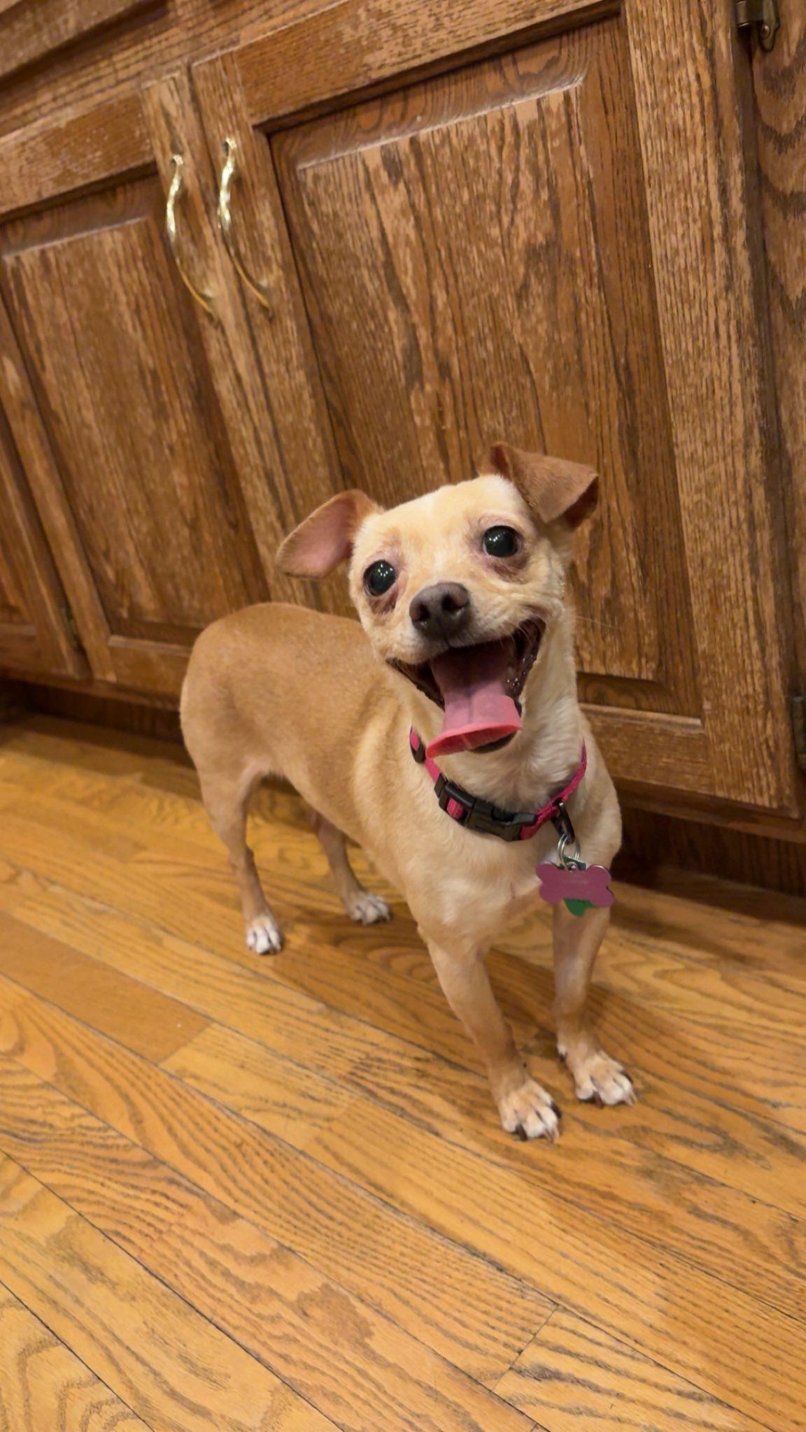 Sadie, Adoptable, Adult Female Chihuahua.