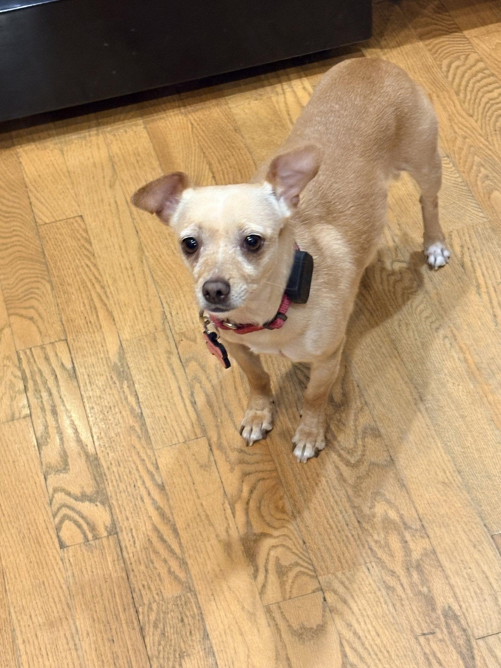 Enlarge Sadie, a Adopted Chihuahua in New London, WI image 2/3