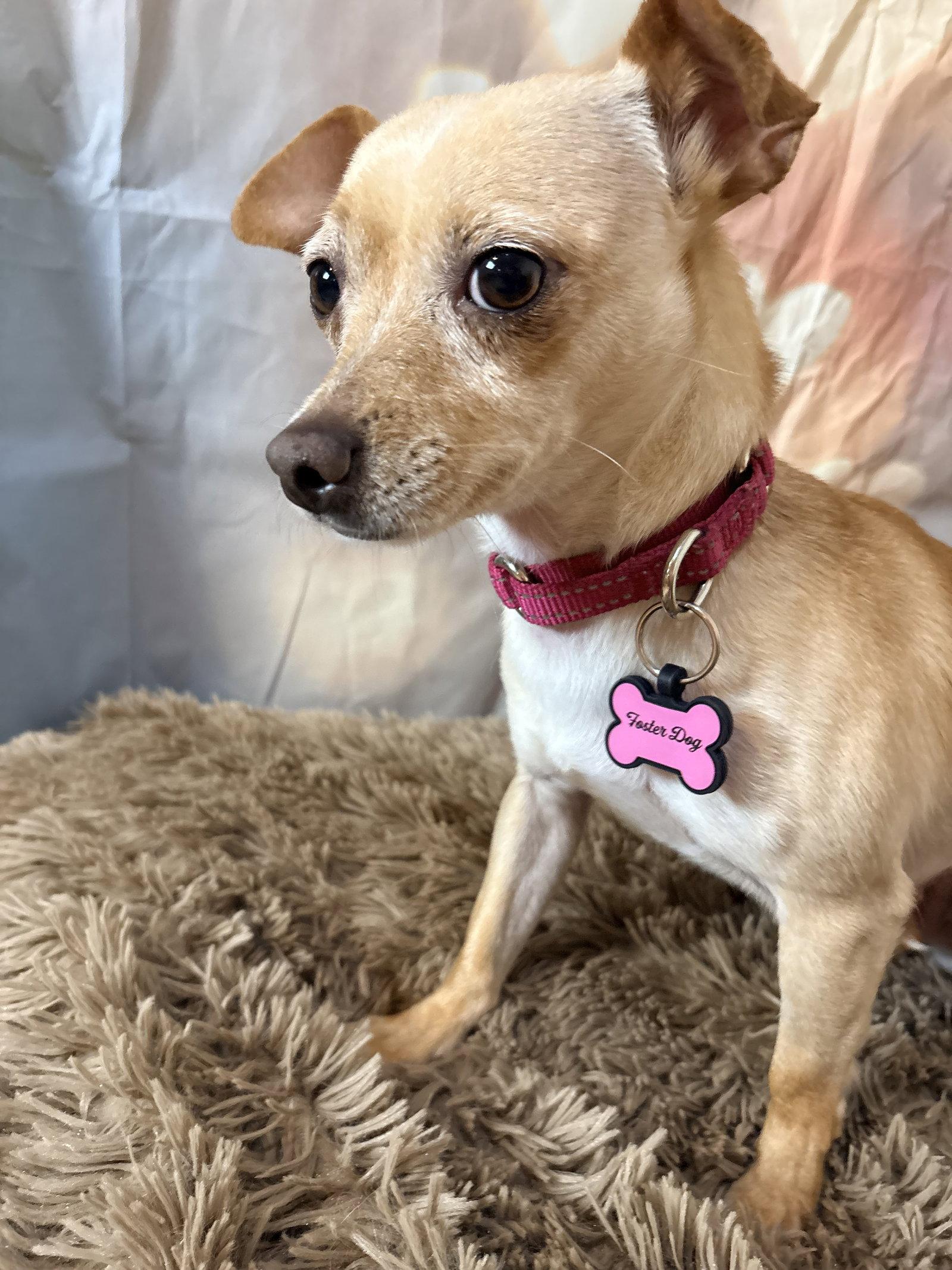 Enlarge Sadie, a Adopted Chihuahua in New London, WI image 3/3