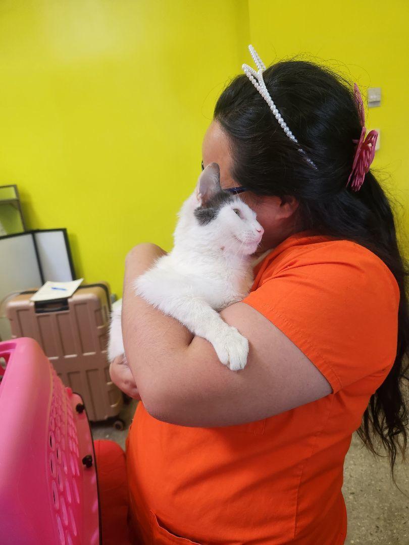 Chatty, Adoptable, Adult Male Domestic Short Hair & Turkish Van.