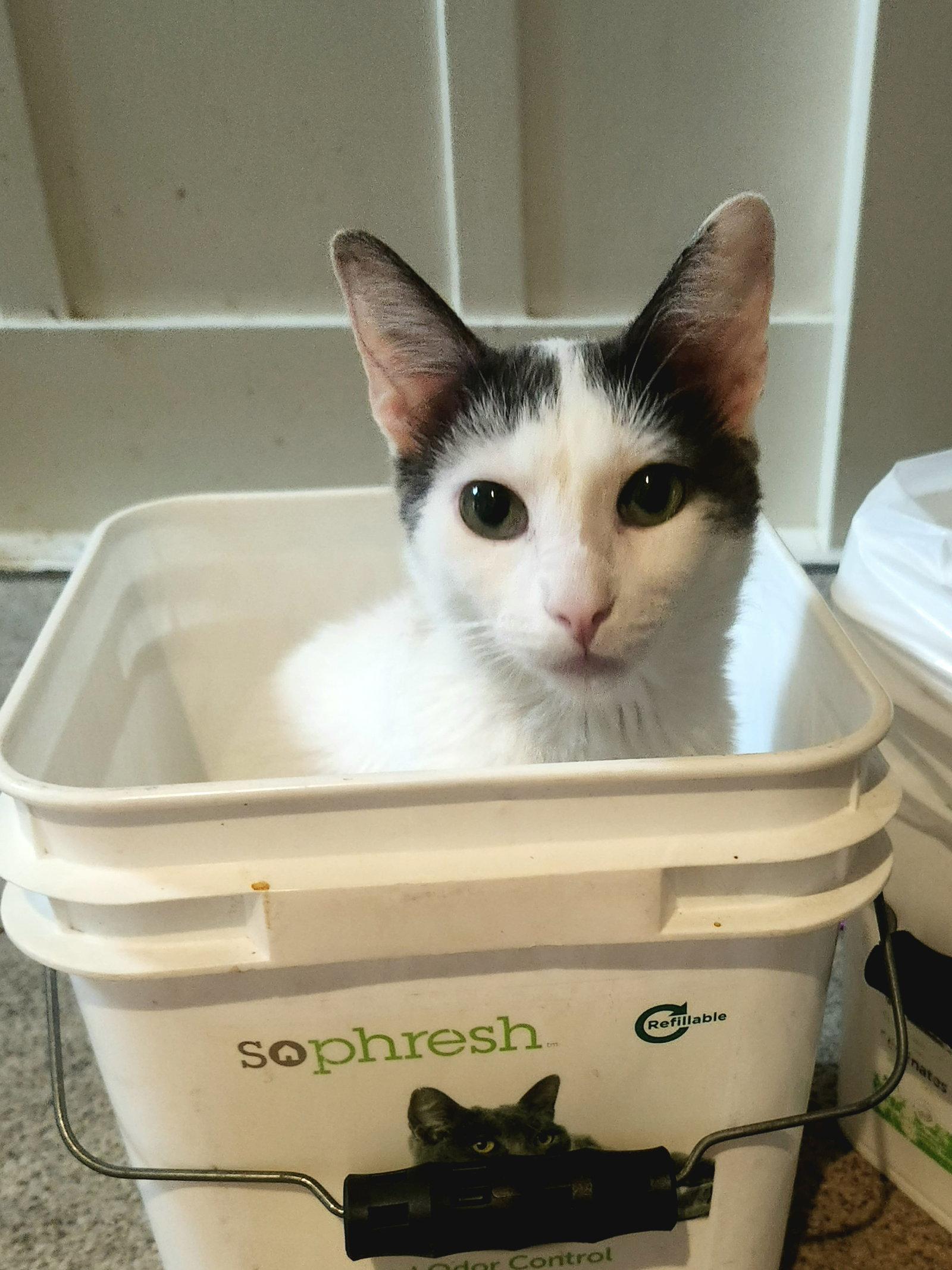 Chatty, Adoptable, Adult Male Domestic Short Hair & Turkish Van.