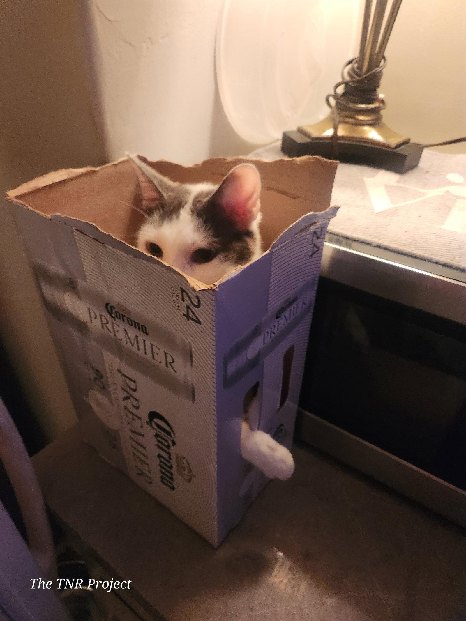 Enlarge Chatty, a Adoptable mixed breed in Monrovia, CA image 2/3