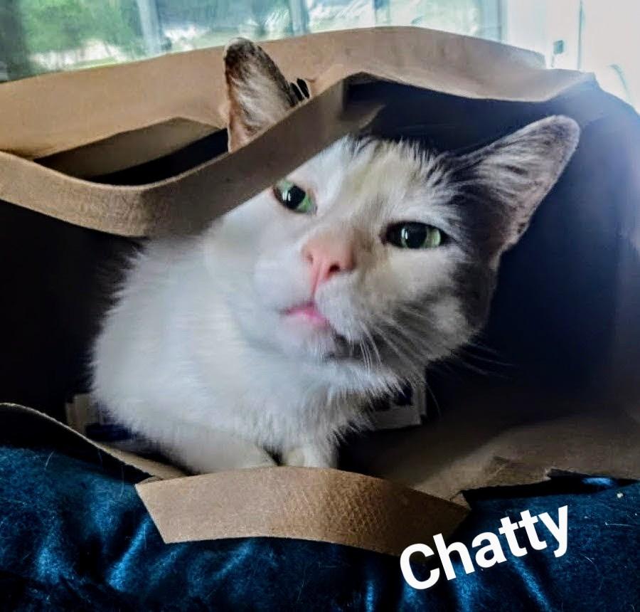 Enlarge Chatty, a Adoptable mixed breed in Monrovia, CA image 5/5