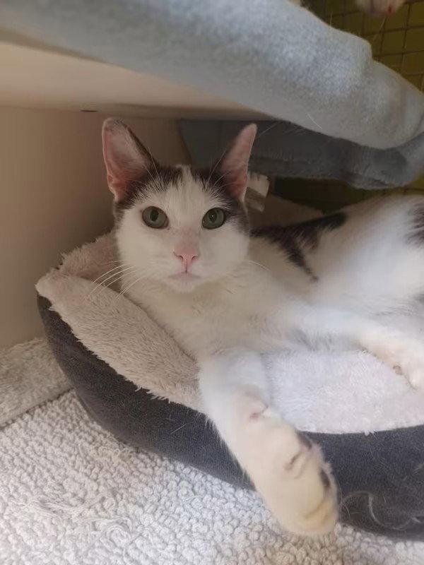 Enlarge Chatty, a Adoptable mixed breed in Monrovia, CA image 2/3