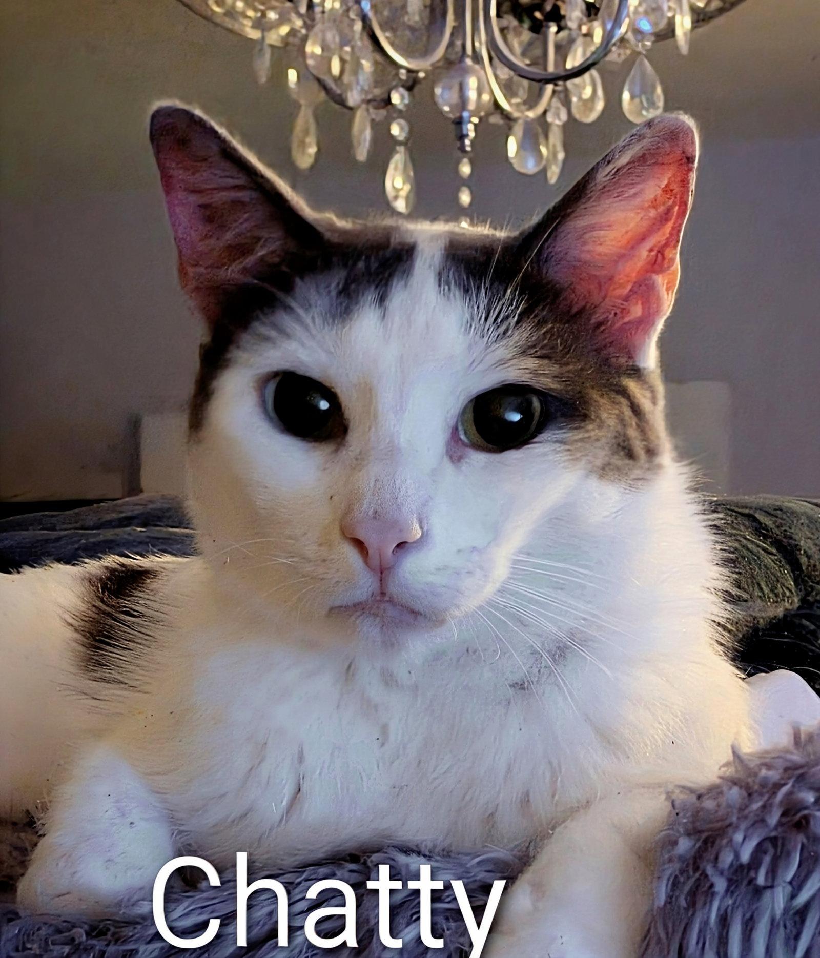 Enlarge Chatty, a Adoptable mixed breed in Monrovia, CA image 3/3