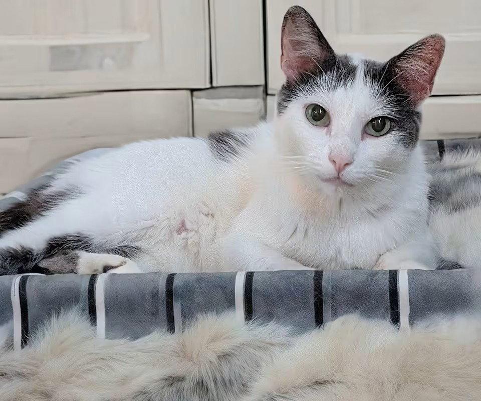 Enlarge Chatty, a Adoptable mixed breed in Monrovia, CA image 3/3