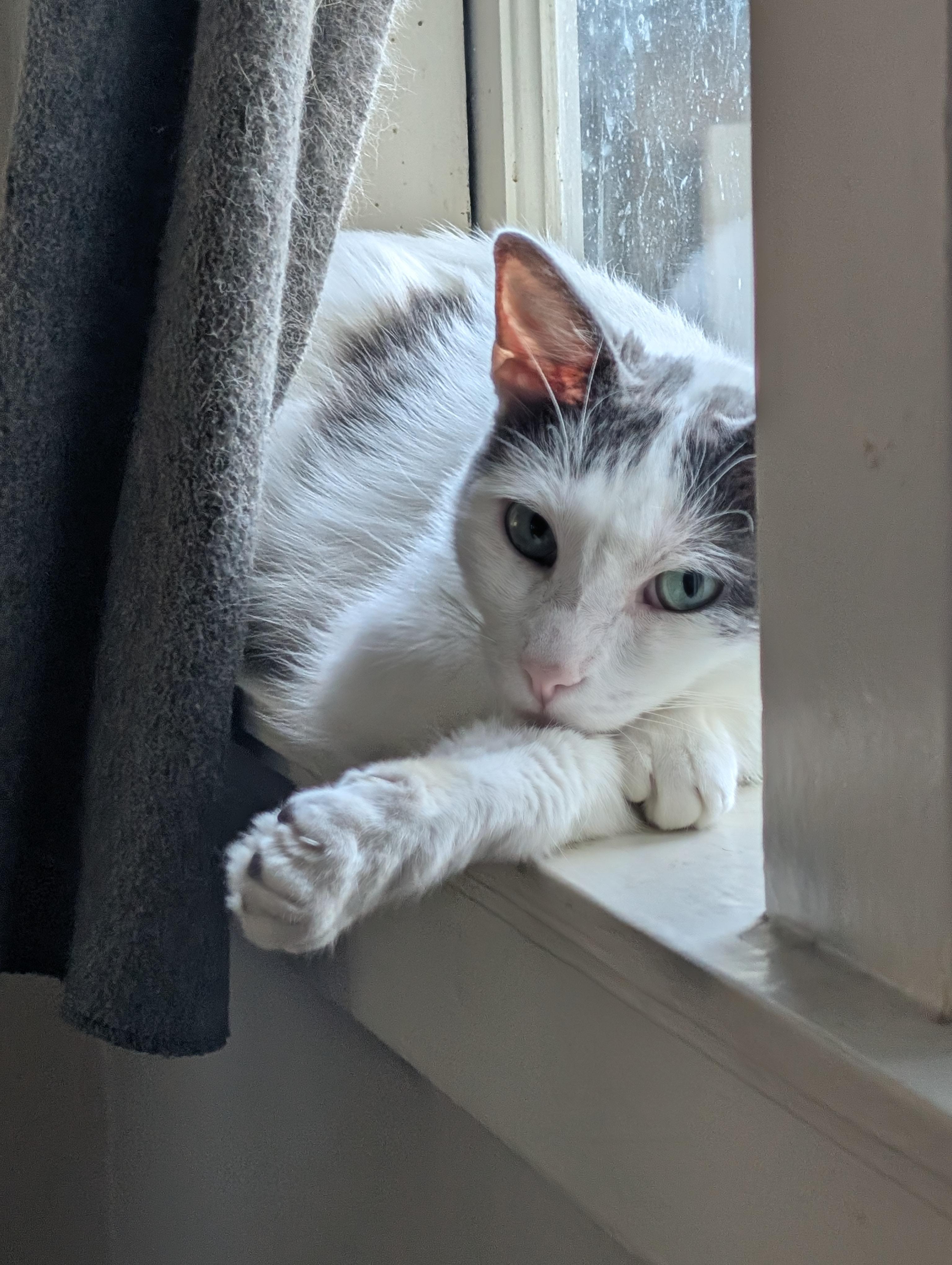 Enlarge Chatty, a Adoptable mixed breed in Monrovia, CA image 3/5