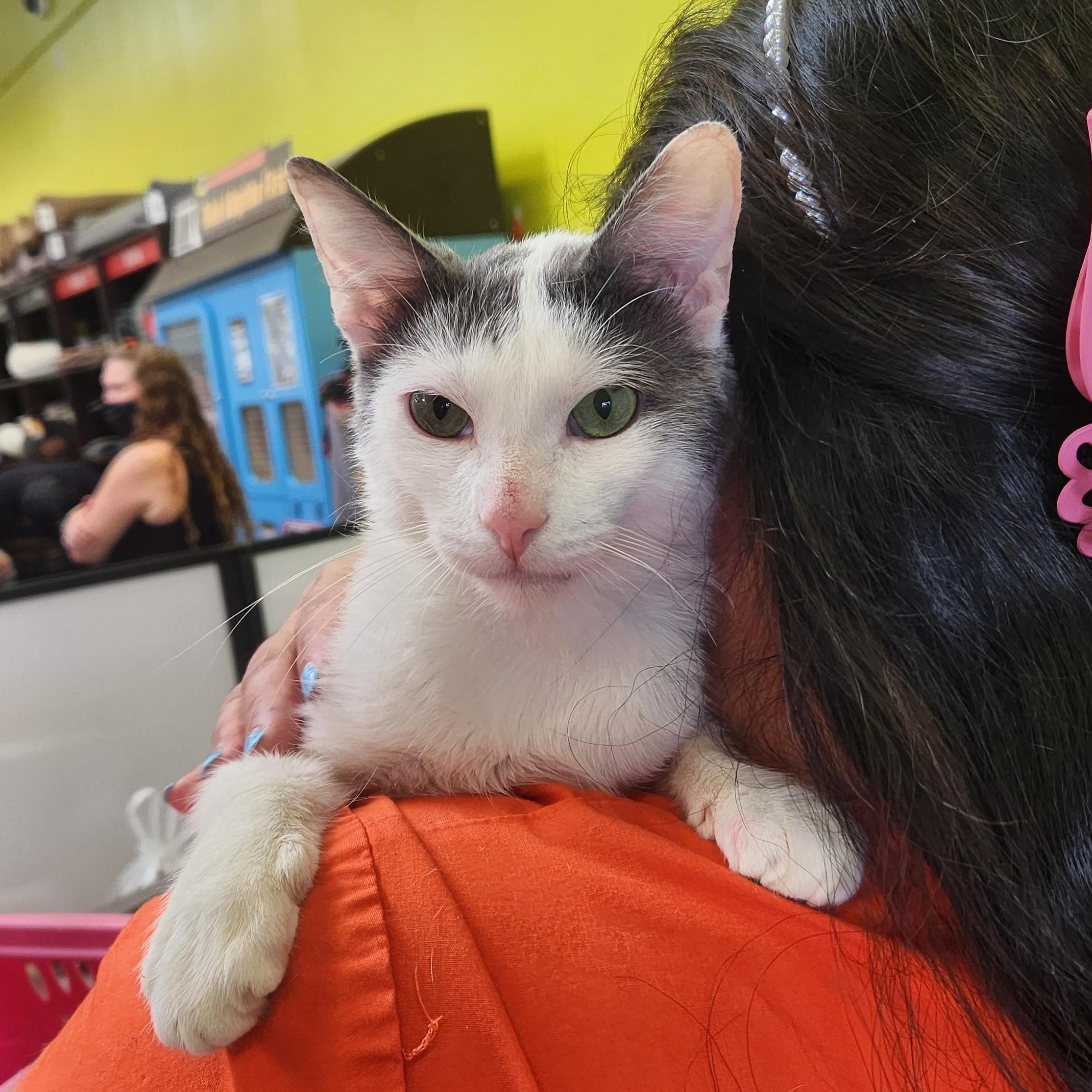 Enlarge Chatty, a Adoptable mixed breed in Monrovia, CA image 4/5