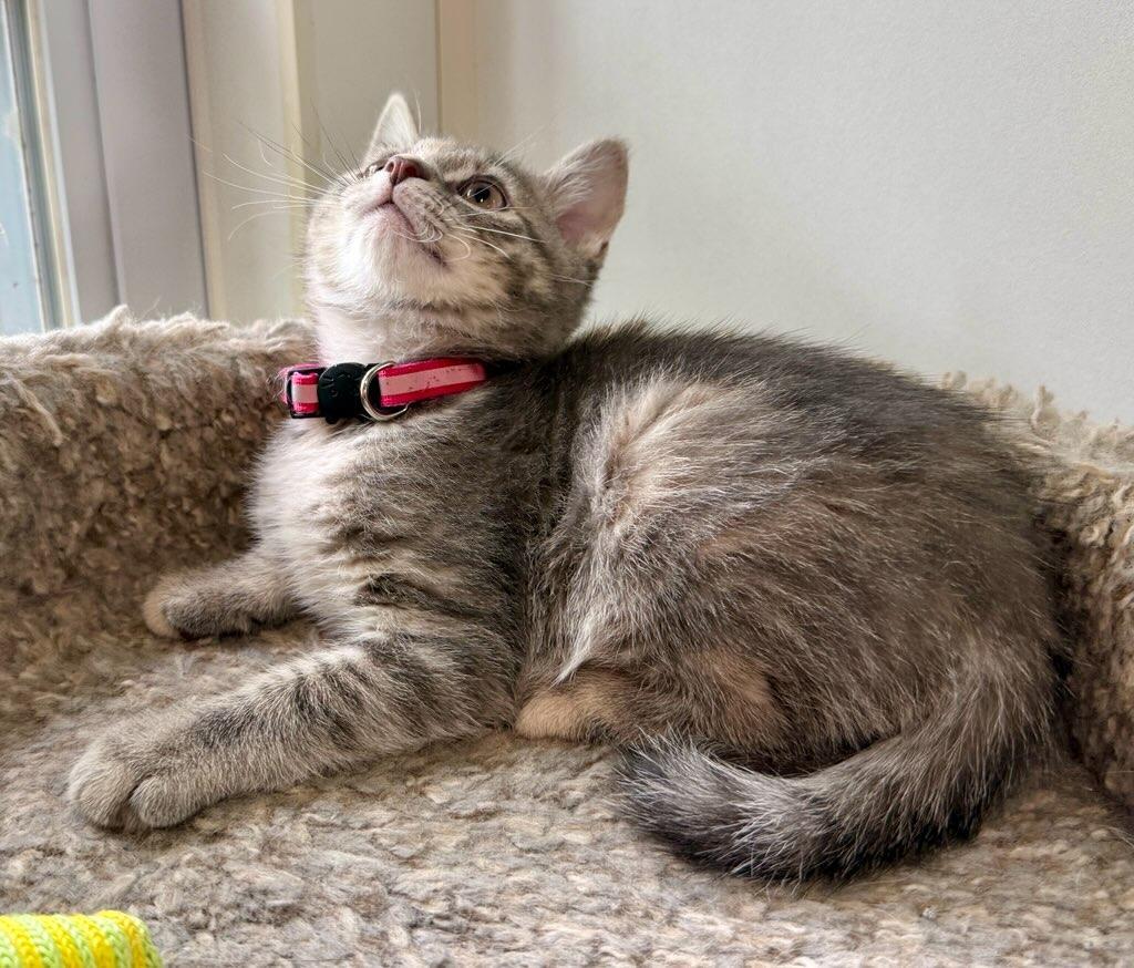 Barbara, a ADOPTABLE Domestic Short Hair in Ashland, OH image 2/4