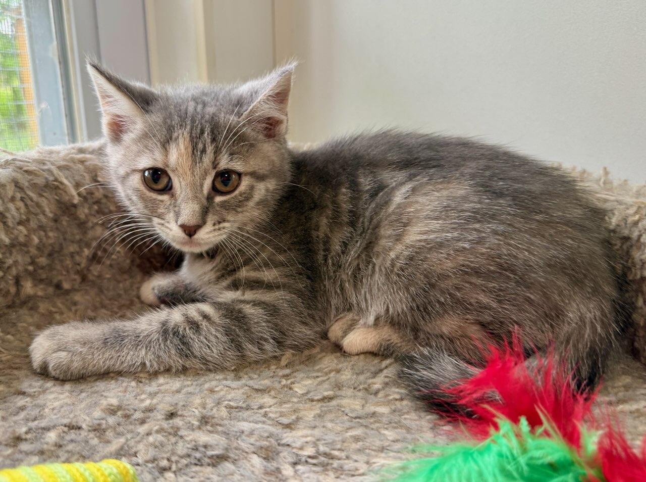 Barbara, a ADOPTABLE Domestic Short Hair in Ashland, OH image 1/4
