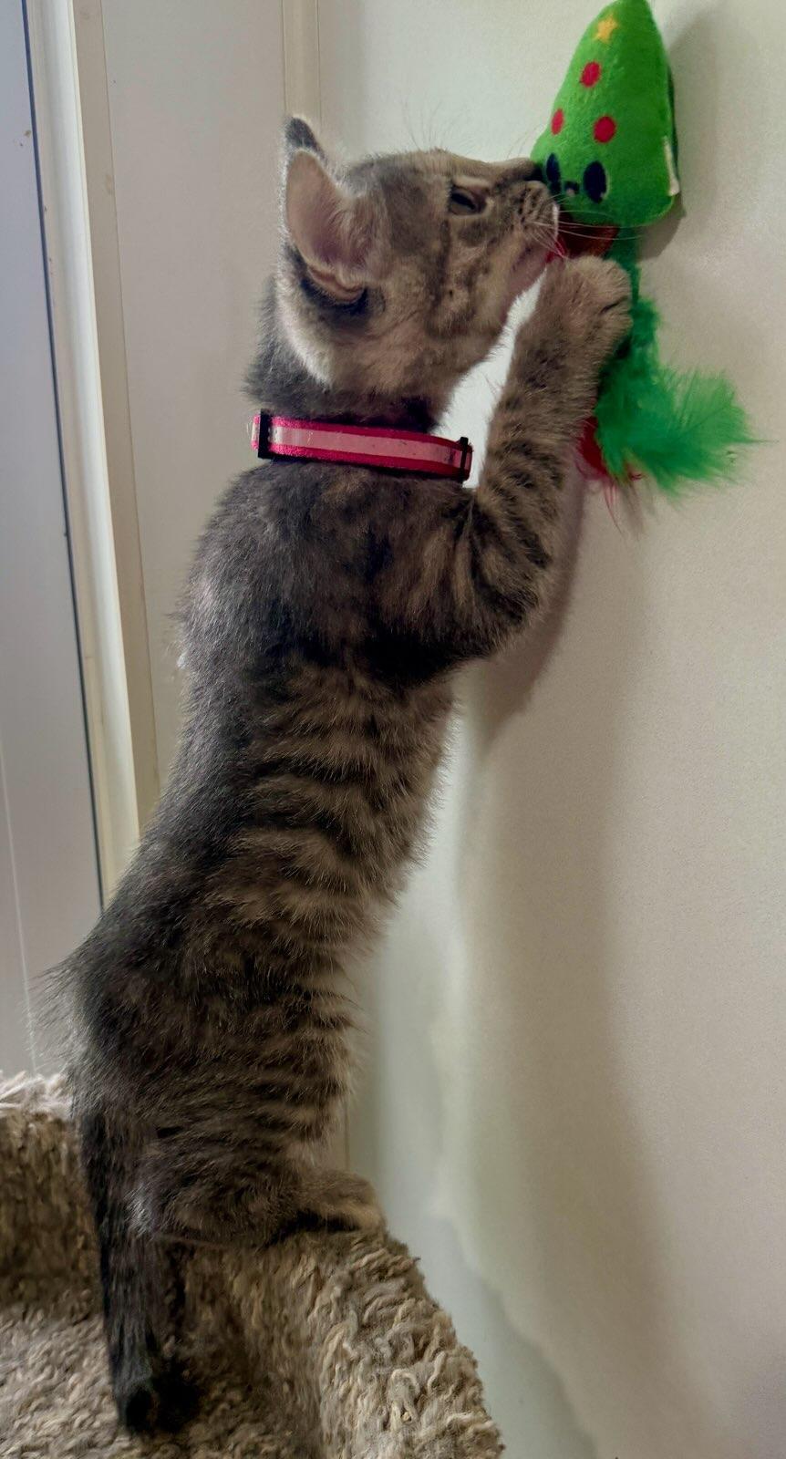 Barbara, a ADOPTABLE Domestic Short Hair in Ashland, OH image 3/4