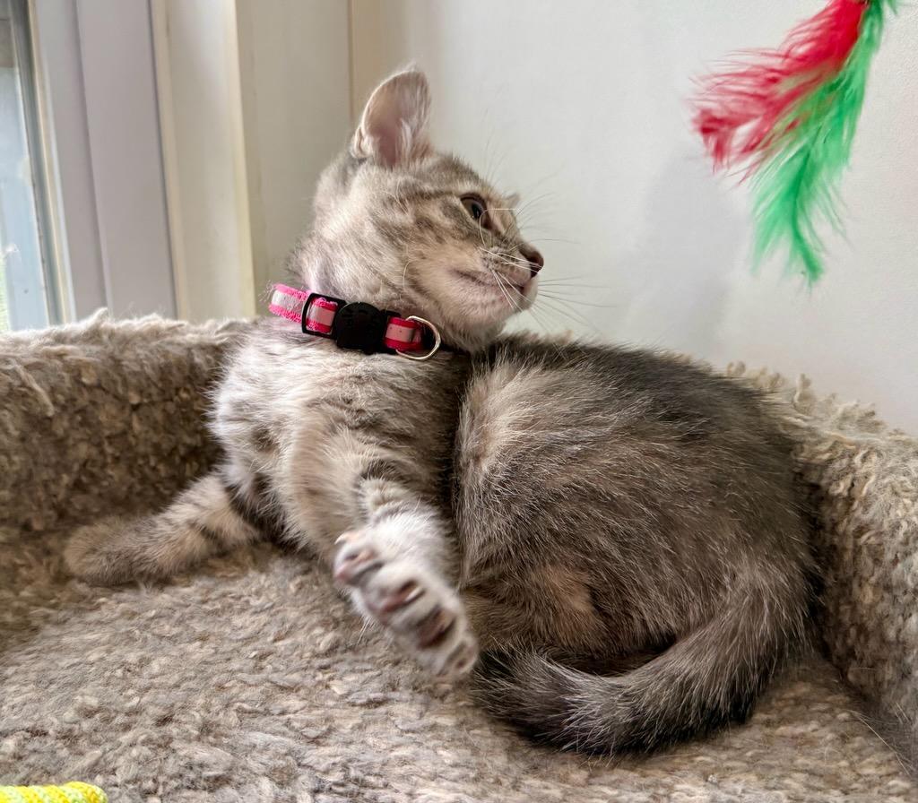 Barbara, a ADOPTABLE Domestic Short Hair in Ashland, OH image 4/4