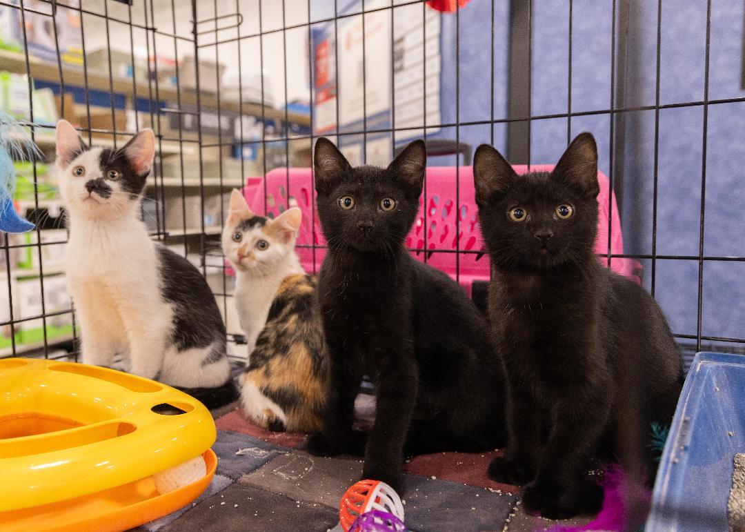Kittens, Baby Male Domestic Short Hair