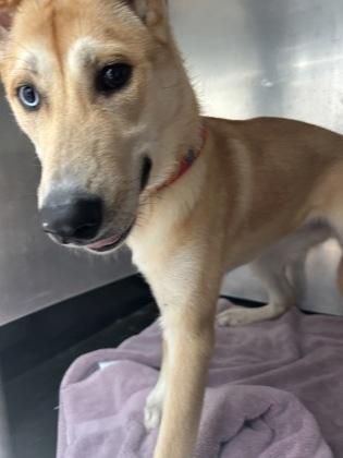 Enlarge Margerie, a Adoptable mixed breed in Seattle, WA image 1/3