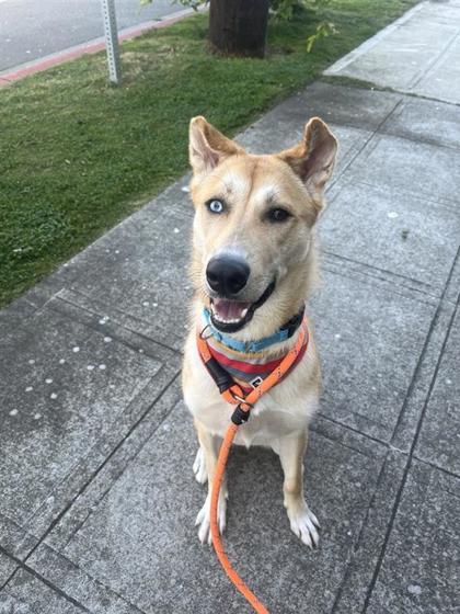 Enlarge Margerie, a Adoptable mixed breed in Seattle, WA image 2/3