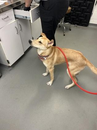 Enlarge Margerie, a Adoptable mixed breed in Seattle, WA image 3/3