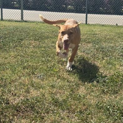 Enlarge Taco, a Adoptable Mixed Breed in Schertz, TX image 3/3