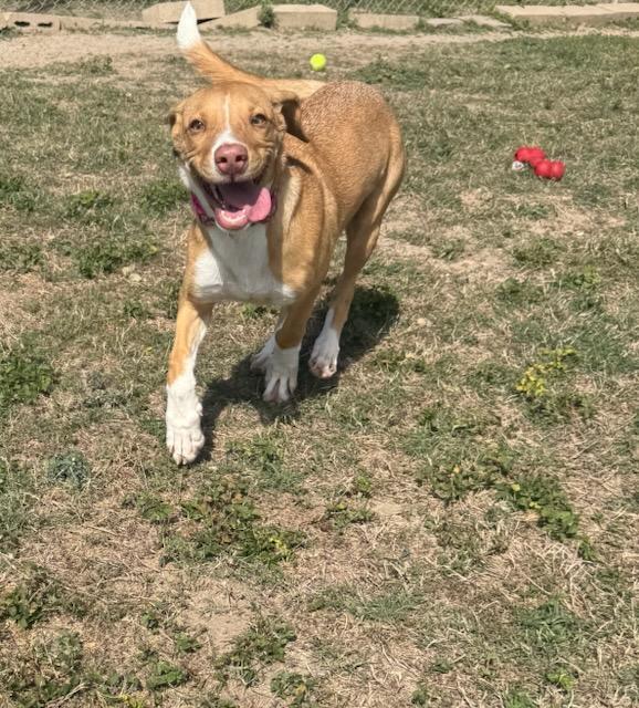 Enlarge Taco, a Adoptable Mixed Breed in Schertz, TX image 1/3