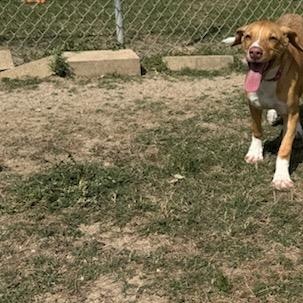 Enlarge Taco, a Adoptable Mixed Breed in Schertz, TX image 2/3