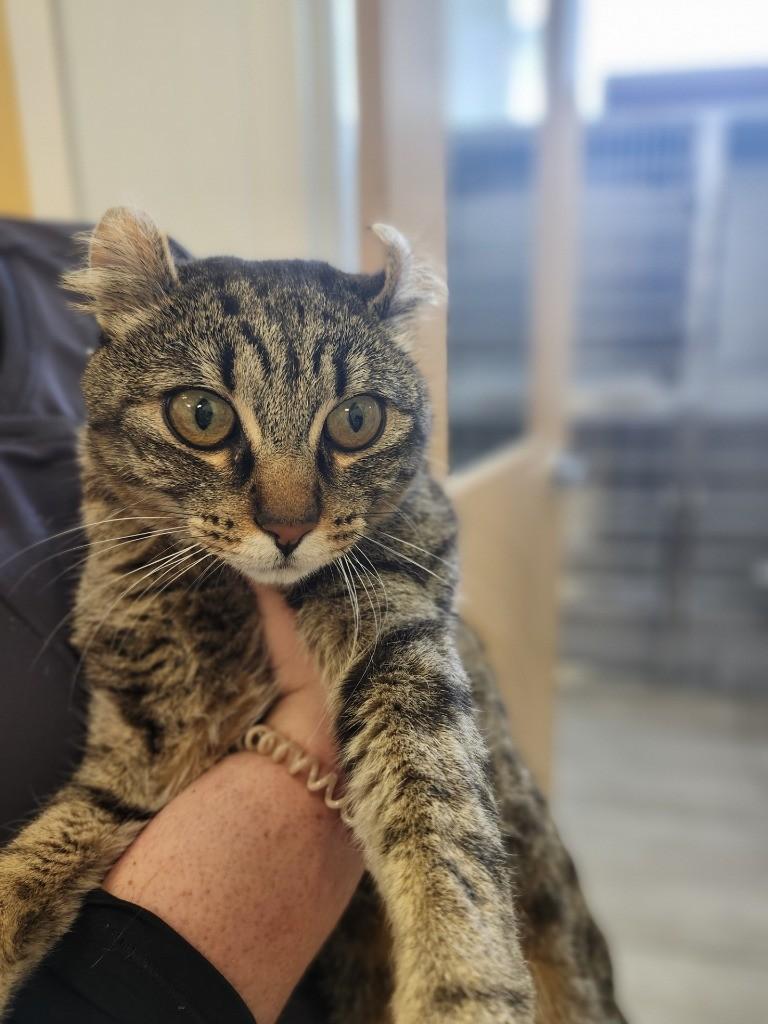 Framboise, Adopted, Adult Female Domestic Short Hair.