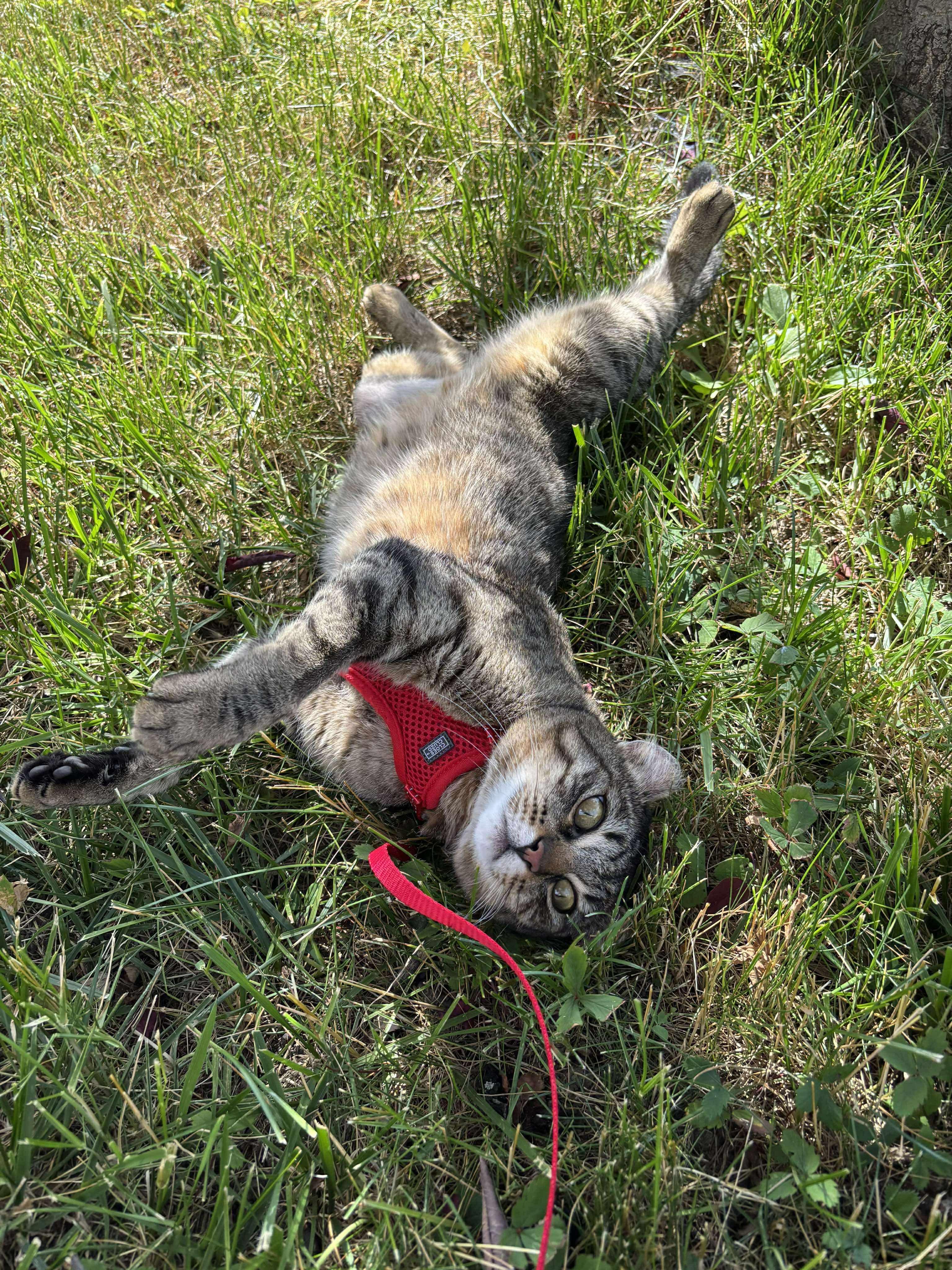 Framboise, a Adopted Domestic Short Hair in Montreal, QC image 2/2