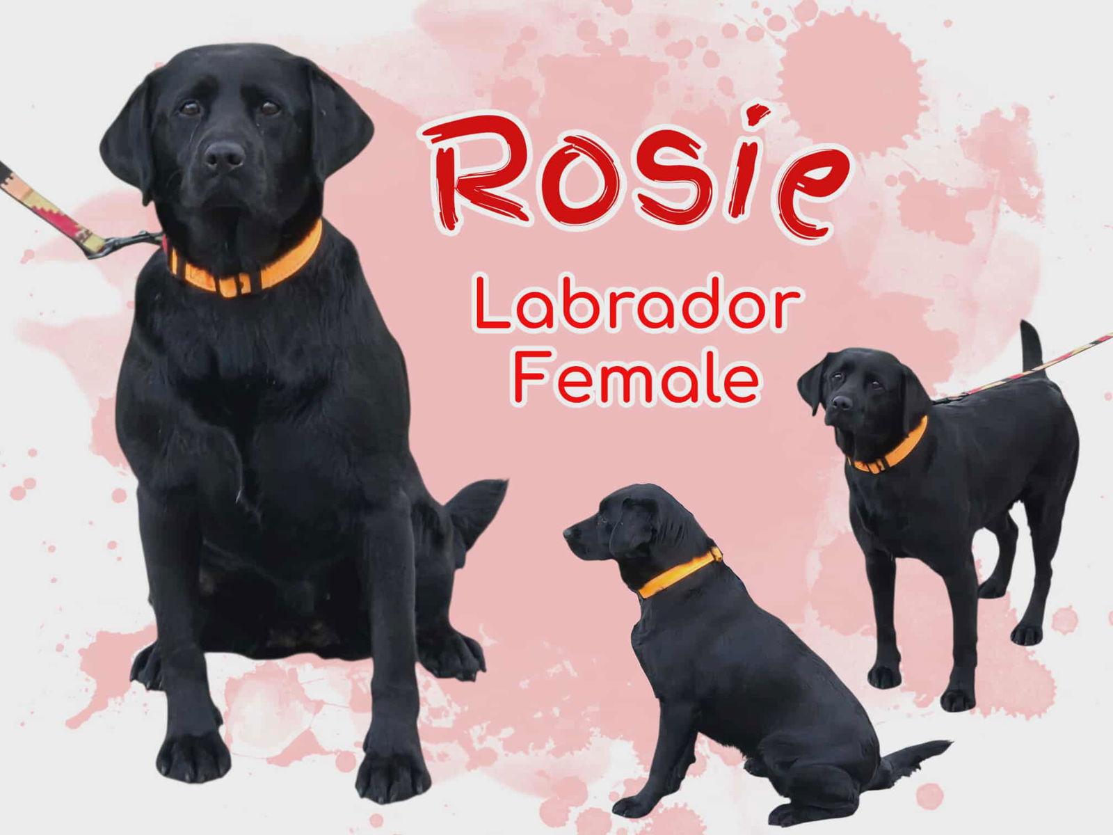 Rosie, Adoptable, Adult Female Labrador Retriever.