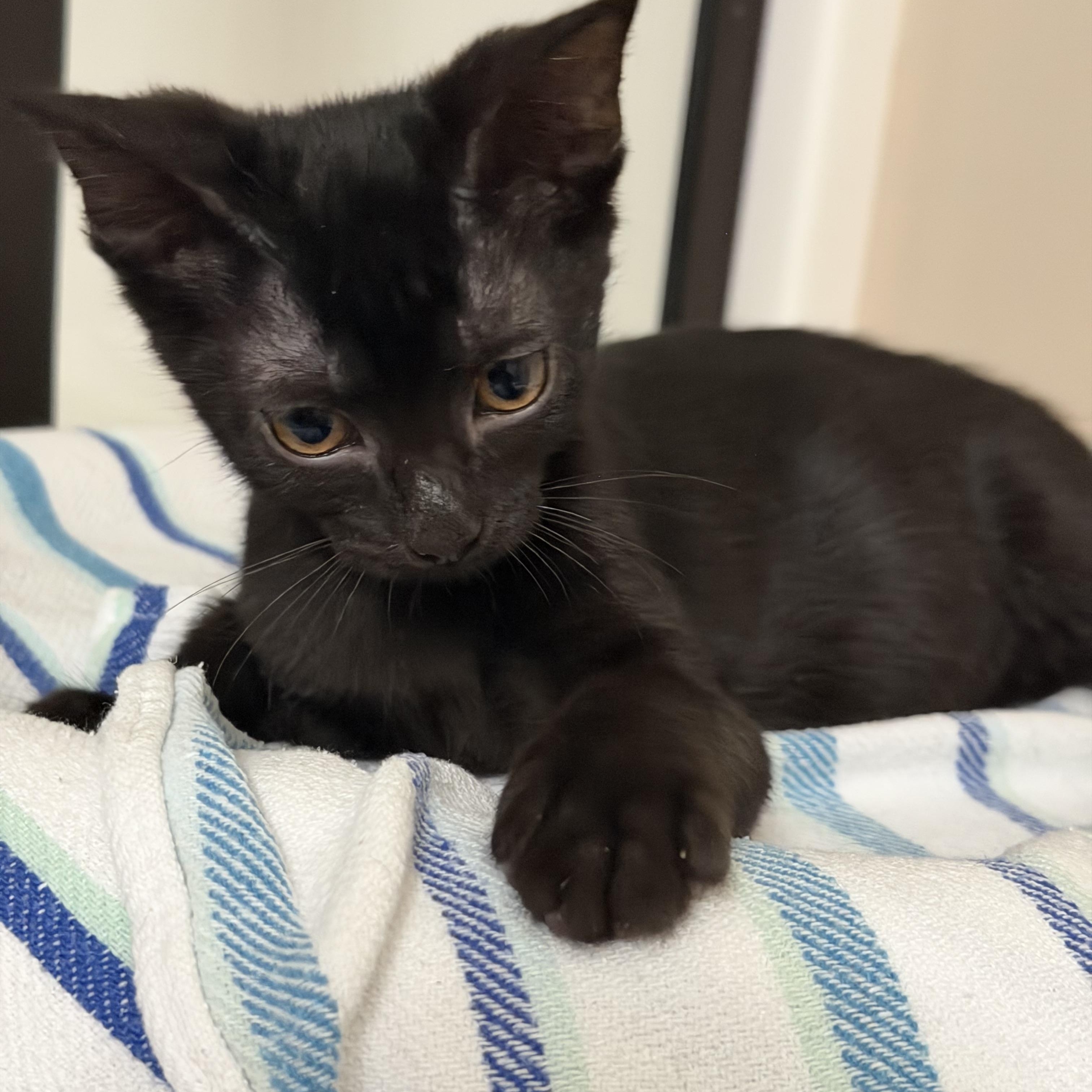 Taffy, a ADOPTABLE Domestic Short Hair in Crossville, TN image 3/3
