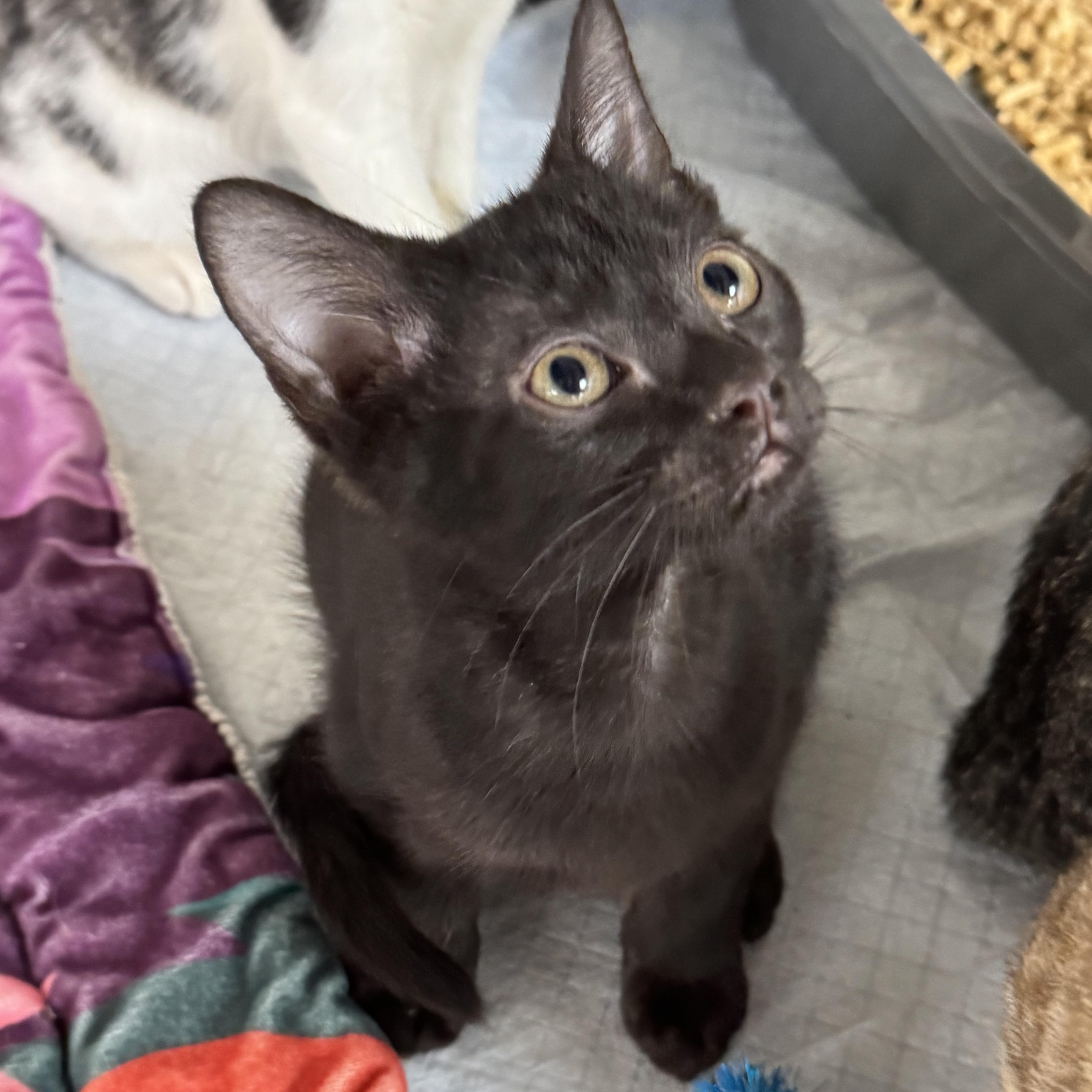 Taffy, ADOPTABLE, Young Male Domestic Short Hair.