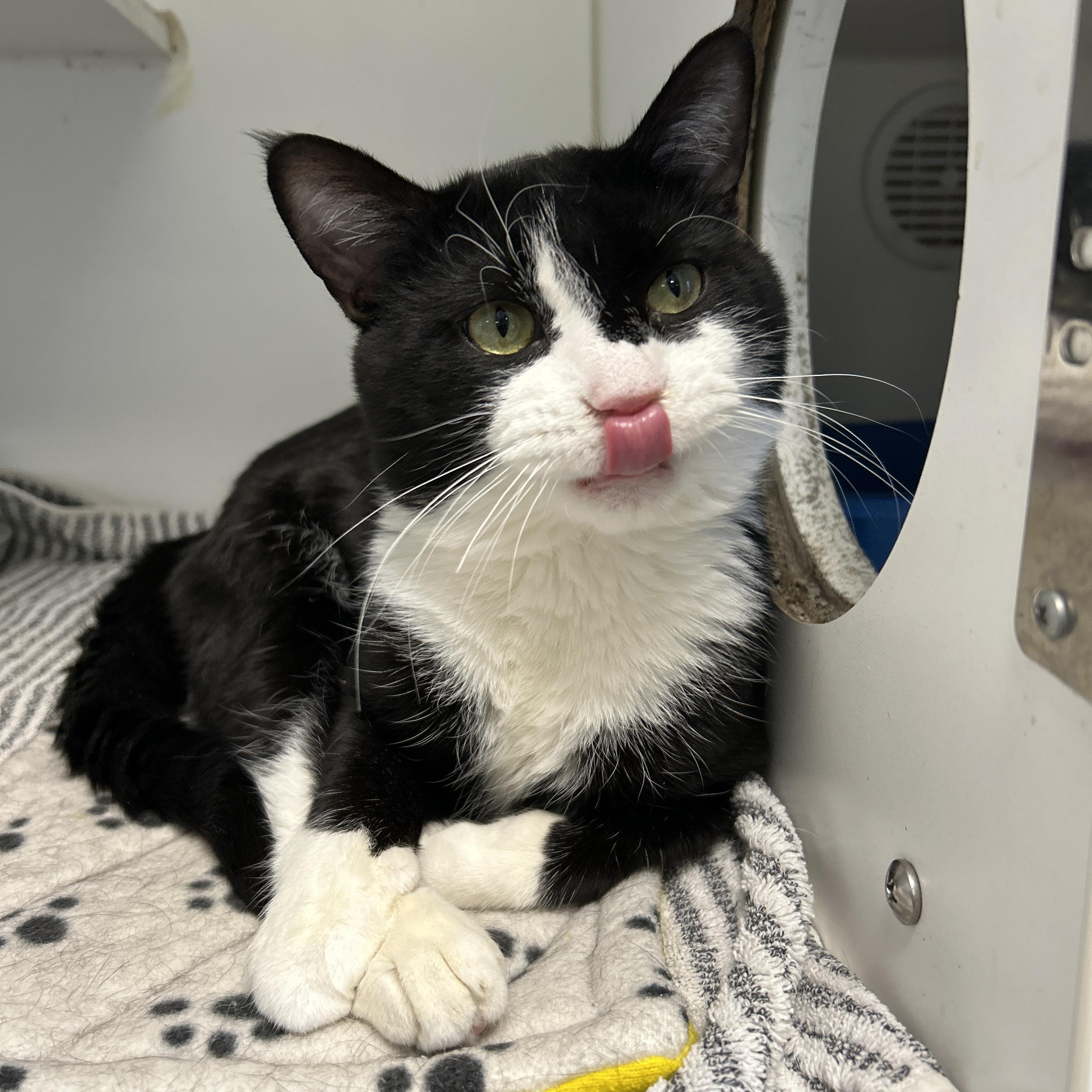 Gacy, ADOPTABLE, Adult Male Domestic Short Hair.