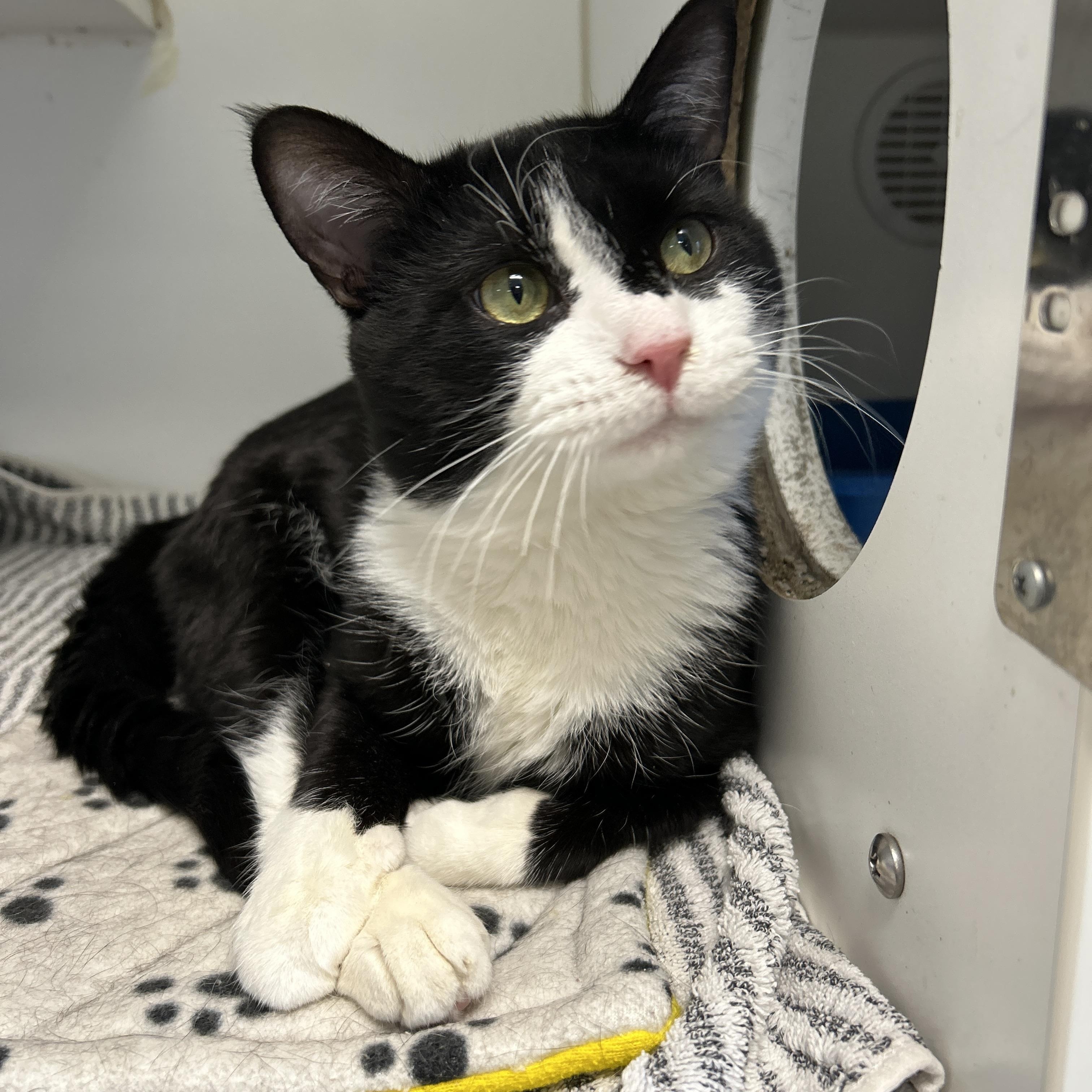 Enlarge Gacy, a ADOPTABLE Domestic Short Hair in La Grange Park, IL image 2/4