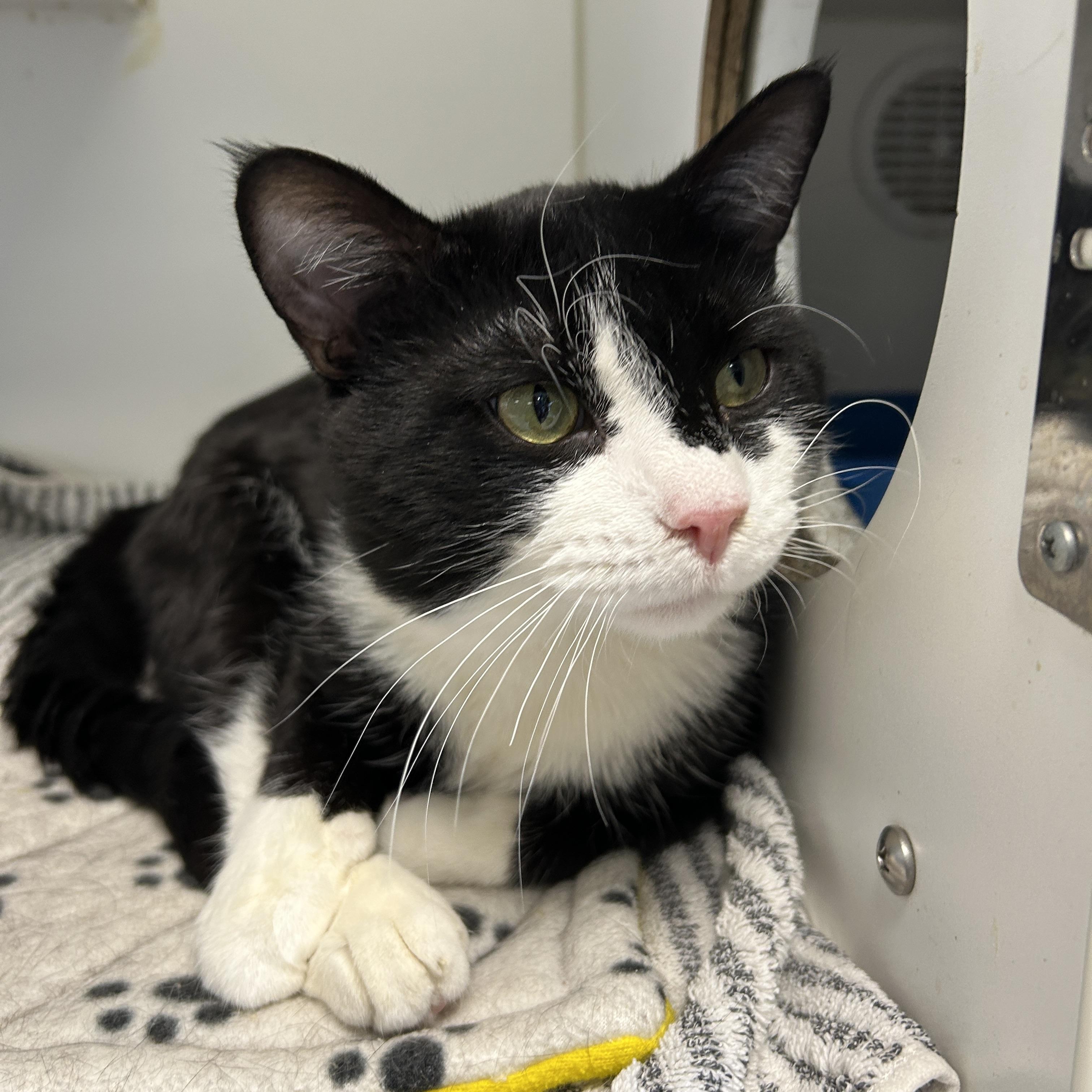 Enlarge Gacy, a ADOPTABLE Domestic Short Hair in La Grange Park, IL image 3/4