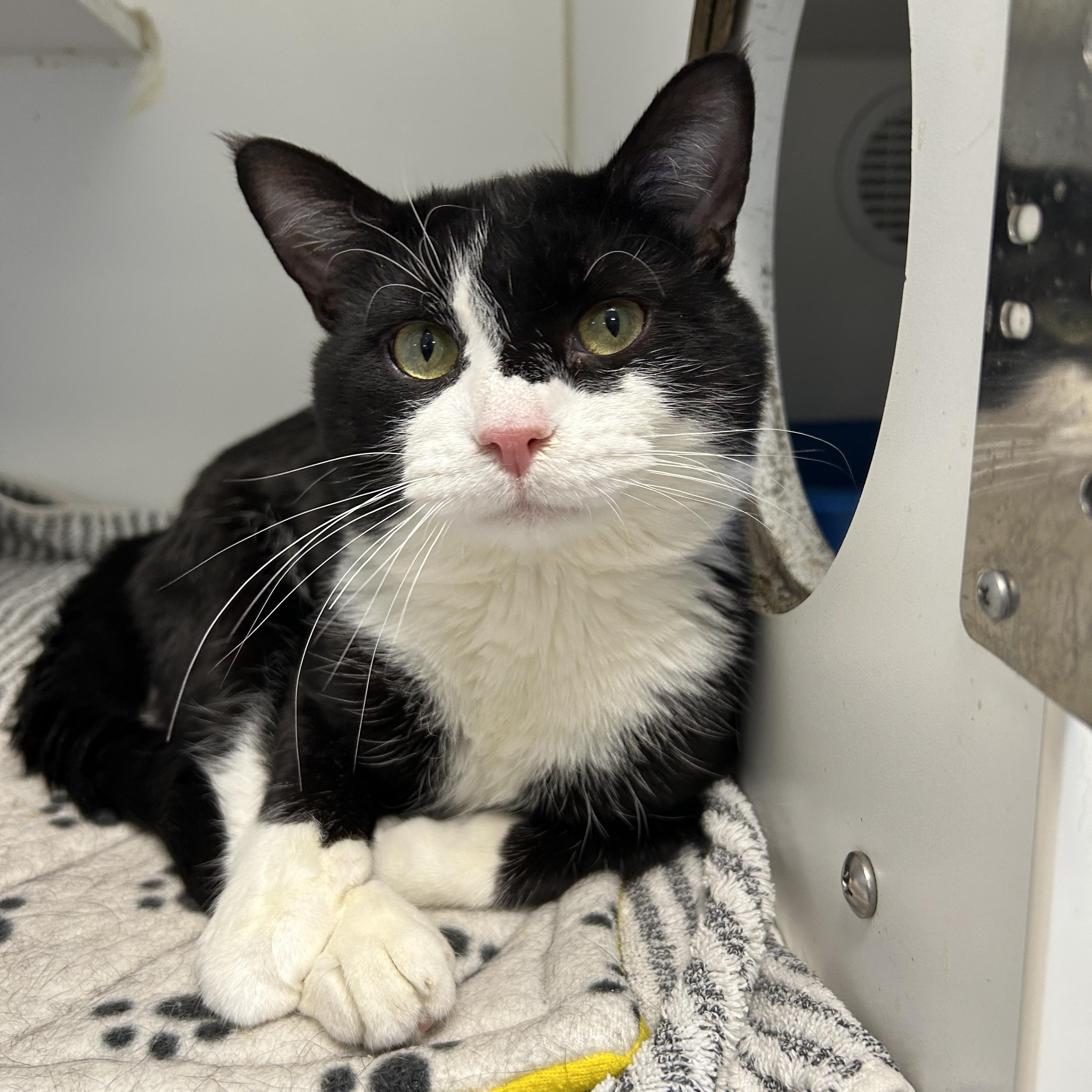 Enlarge Gacy, a ADOPTABLE Domestic Short Hair in La Grange Park, IL image 4/4