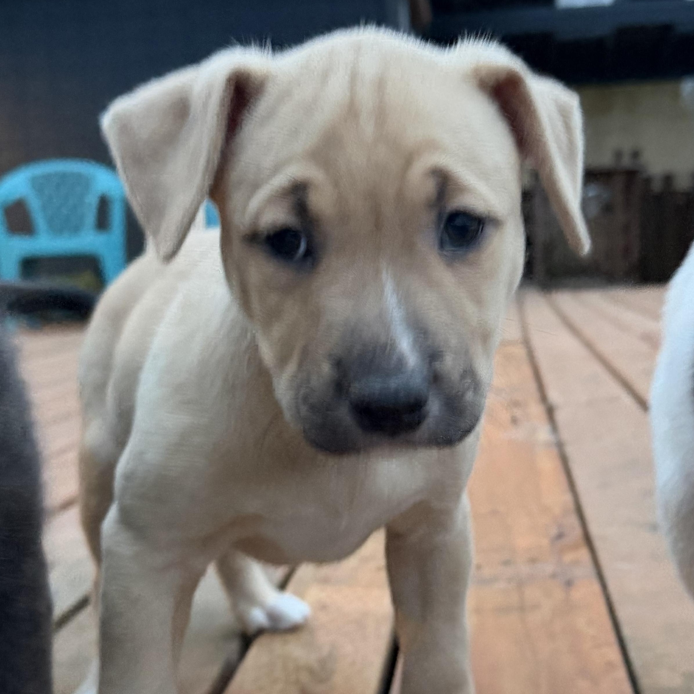 Enlarge Dingo, an adopted mixed breed in Eugene, OR image 3/6