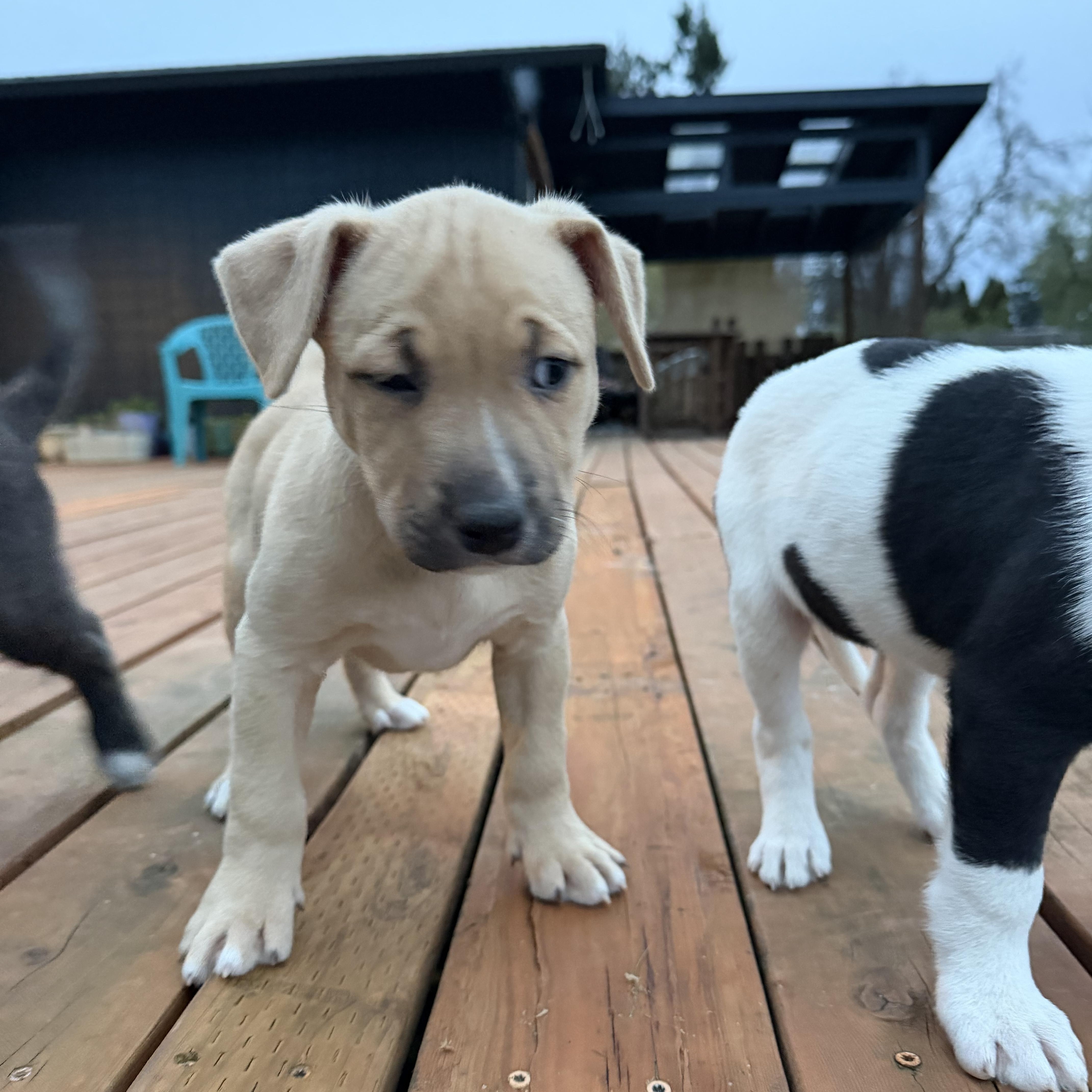 Enlarge Dingo, an adopted mixed breed in Eugene, OR image 4/6