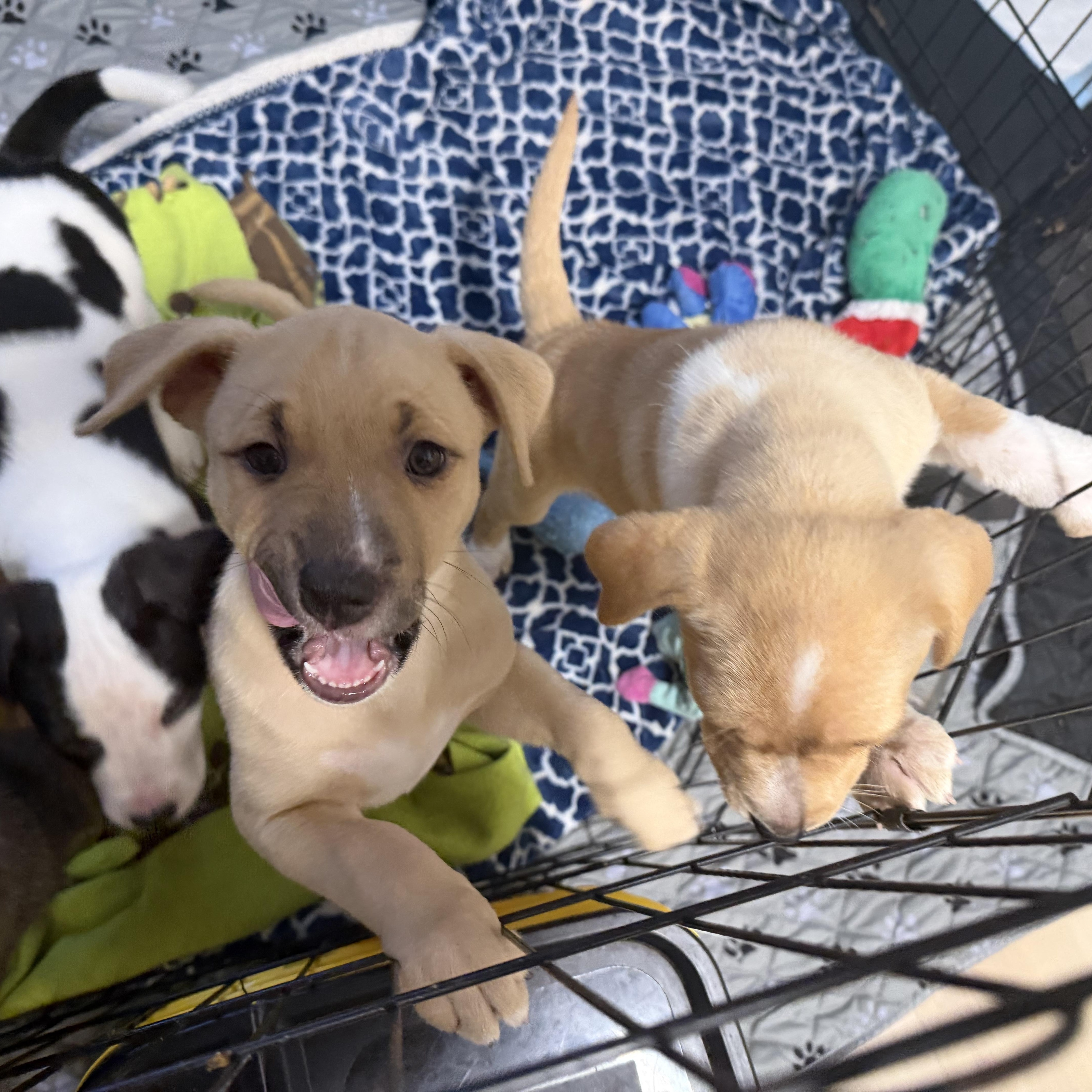 Enlarge Dingo, an adopted mixed breed in Eugene, OR image 6/6