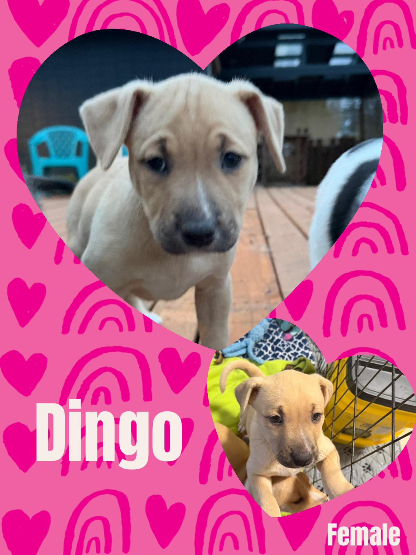Dingo, adopted, Puppy Female Pit Bull Terrier.