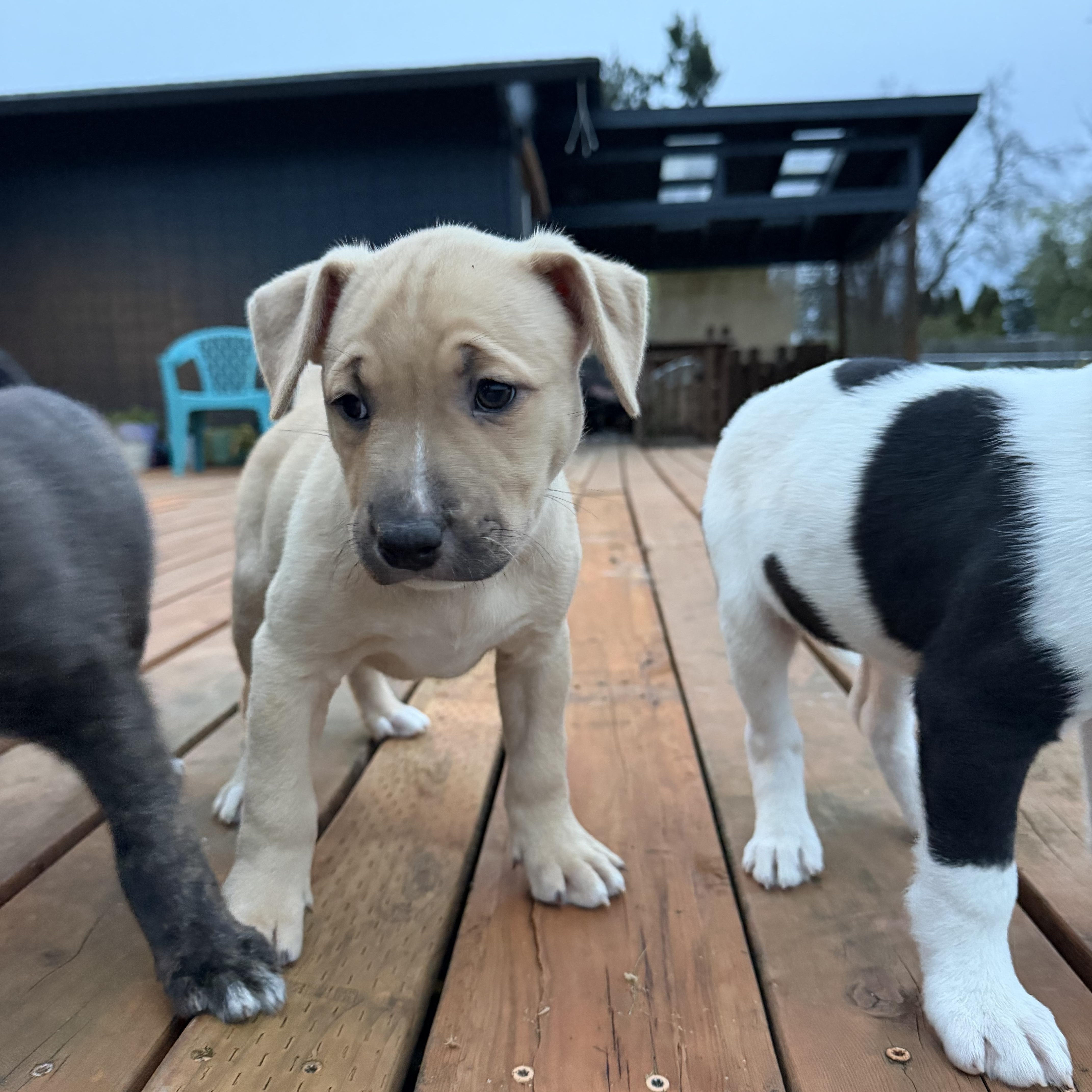 Enlarge Dingo, an adopted mixed breed in Eugene, OR image 5/6