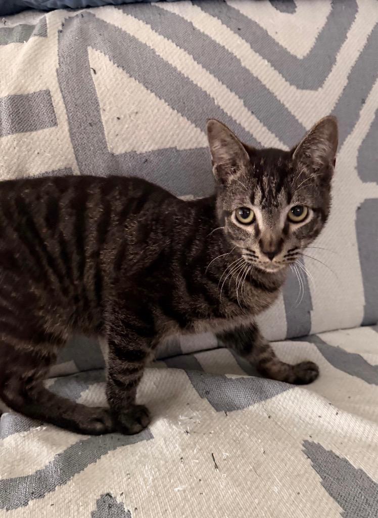 Enlarge Kai, a Adoptable mixed breed in San Antonio, TX image 2/3