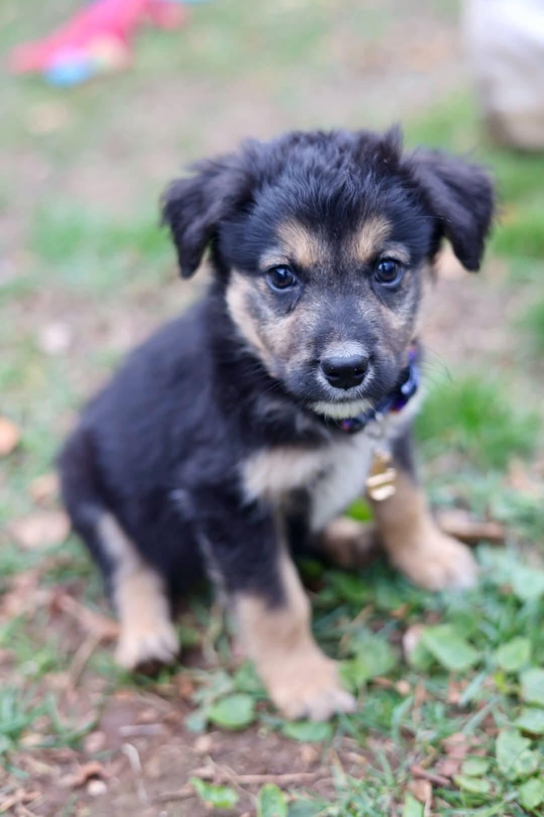 Jacob, Adoptable, Puppy Male Shepherd.