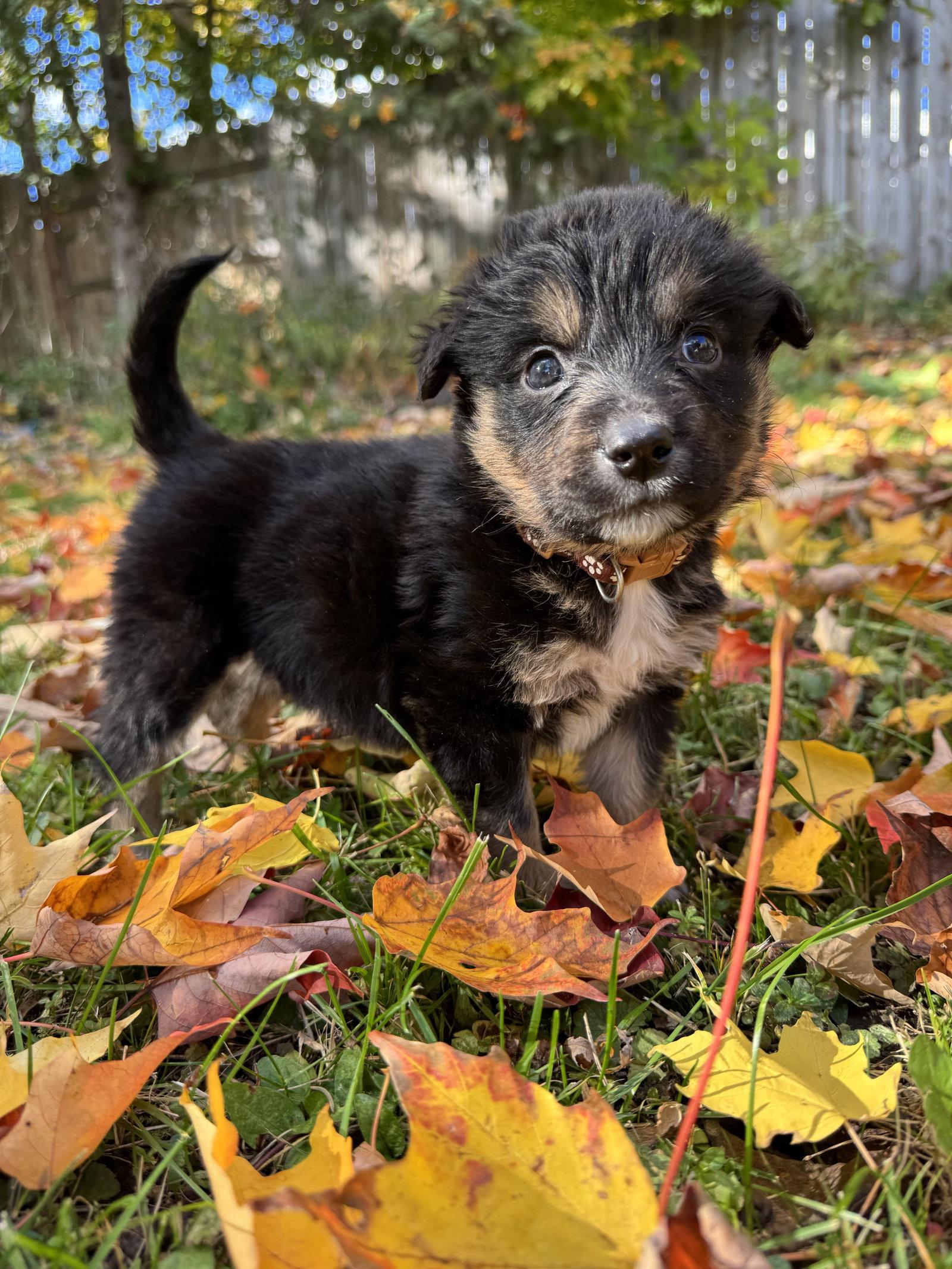 Enlarge Jacob, a Adoptable Shepherd in Duluth, MN image 2/3