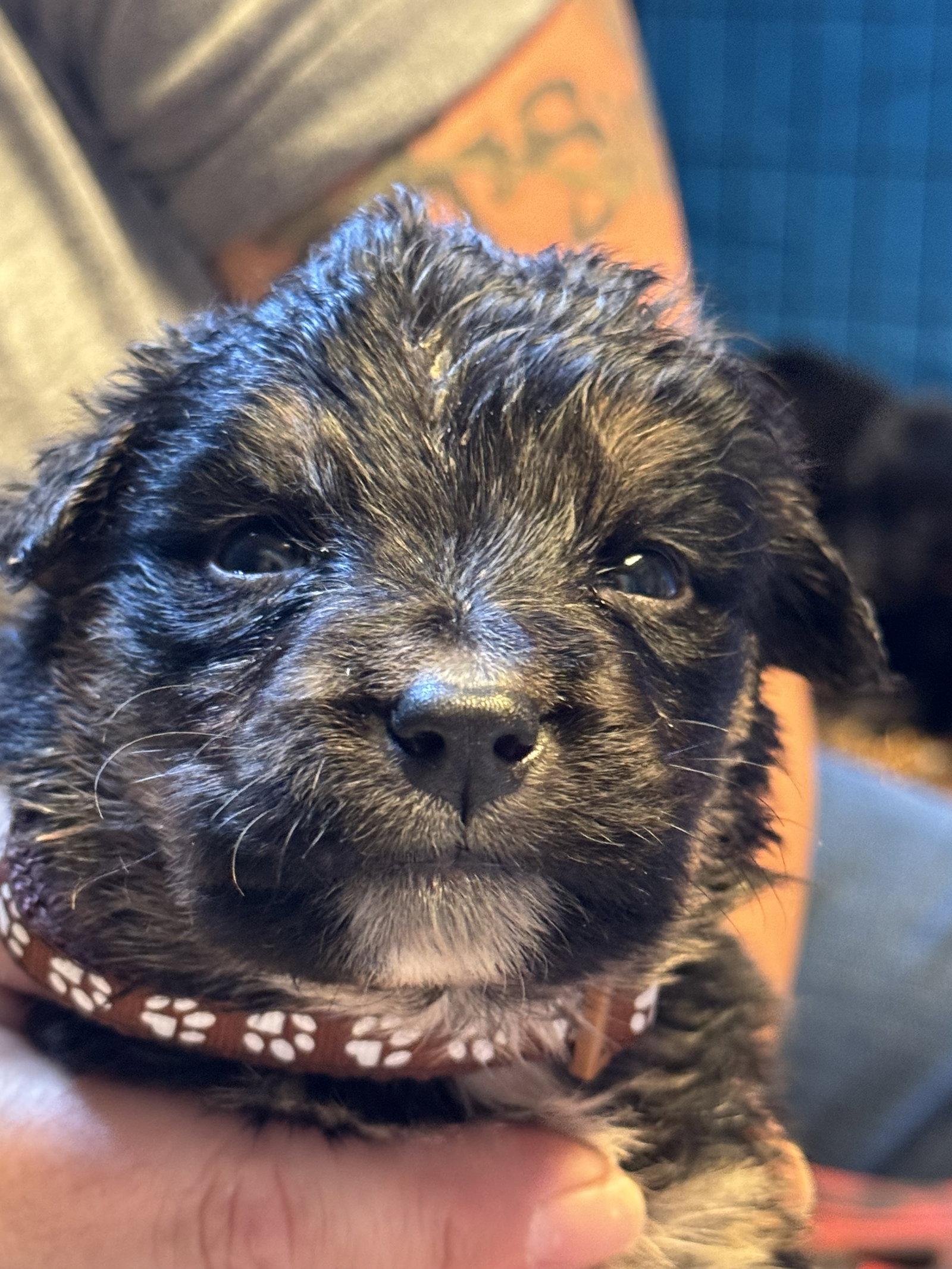Enlarge Jacob, a Adoptable Shepherd in Duluth, MN image 3/3