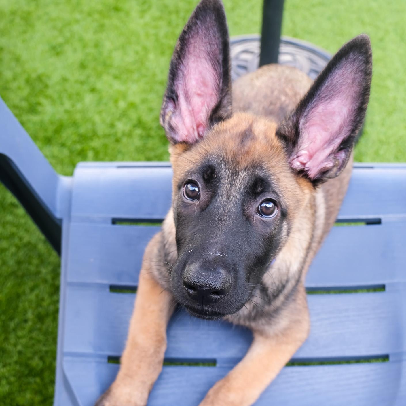 Enlarge Yukon, a Adoptable Belgian Shepherd / Malinois in Newport Beach, CA image 5/6