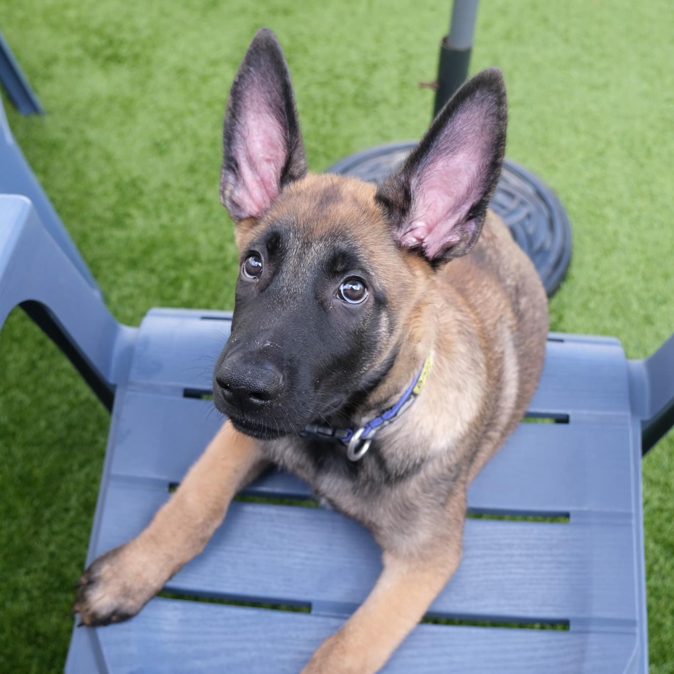 Enlarge Yukon, a Adoptable Belgian Shepherd / Malinois in Newport Beach, CA image 4/6