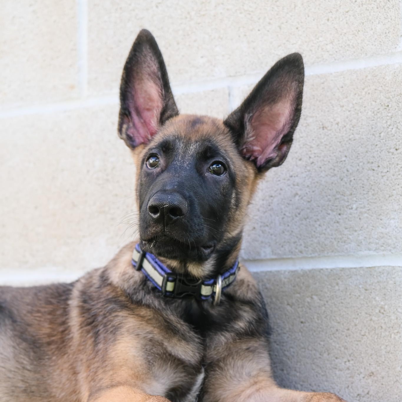 Enlarge Yukon, a Adoptable Belgian Shepherd / Malinois in Newport Beach, CA image 2/6