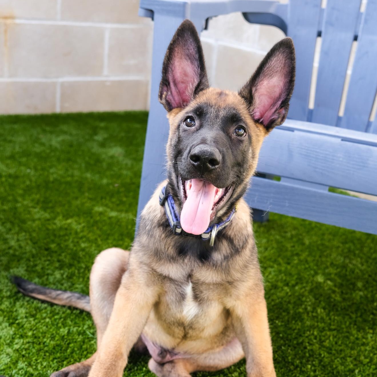 Enlarge Yukon, a Adoptable Belgian Shepherd / Malinois in Newport Beach, CA image 3/6