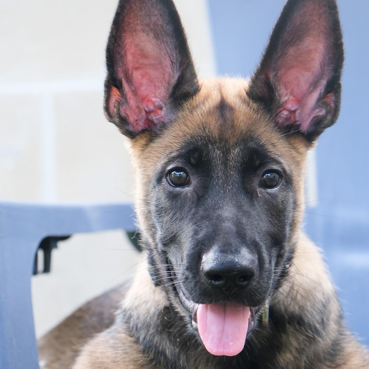 Enlarge Yukon, a Adoptable Belgian Shepherd / Malinois in Newport Beach, CA image 6/6