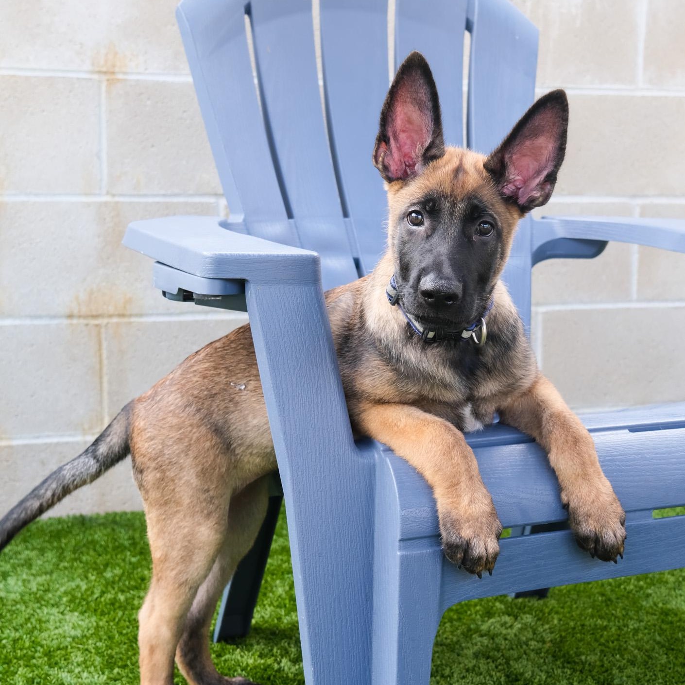 Enlarge Yukon, a Adoptable Belgian Shepherd / Malinois in Newport Beach, CA image 1/6