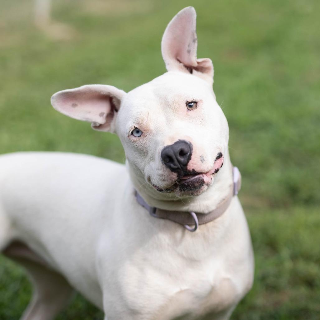 Marlee, Adoptable, Young Female Pit Bull Terrier & Dogo Argentino.