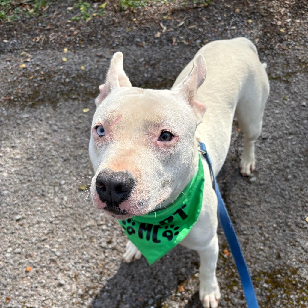 Enlarge Marlee, a Adoptable mixed breed in Talbott, TN image 2/6