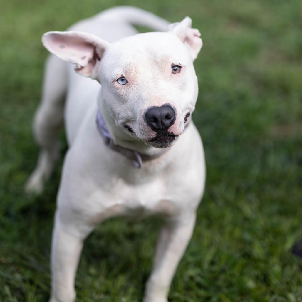 Enlarge Marlee, a Adoptable mixed breed in Talbott, TN image 3/6